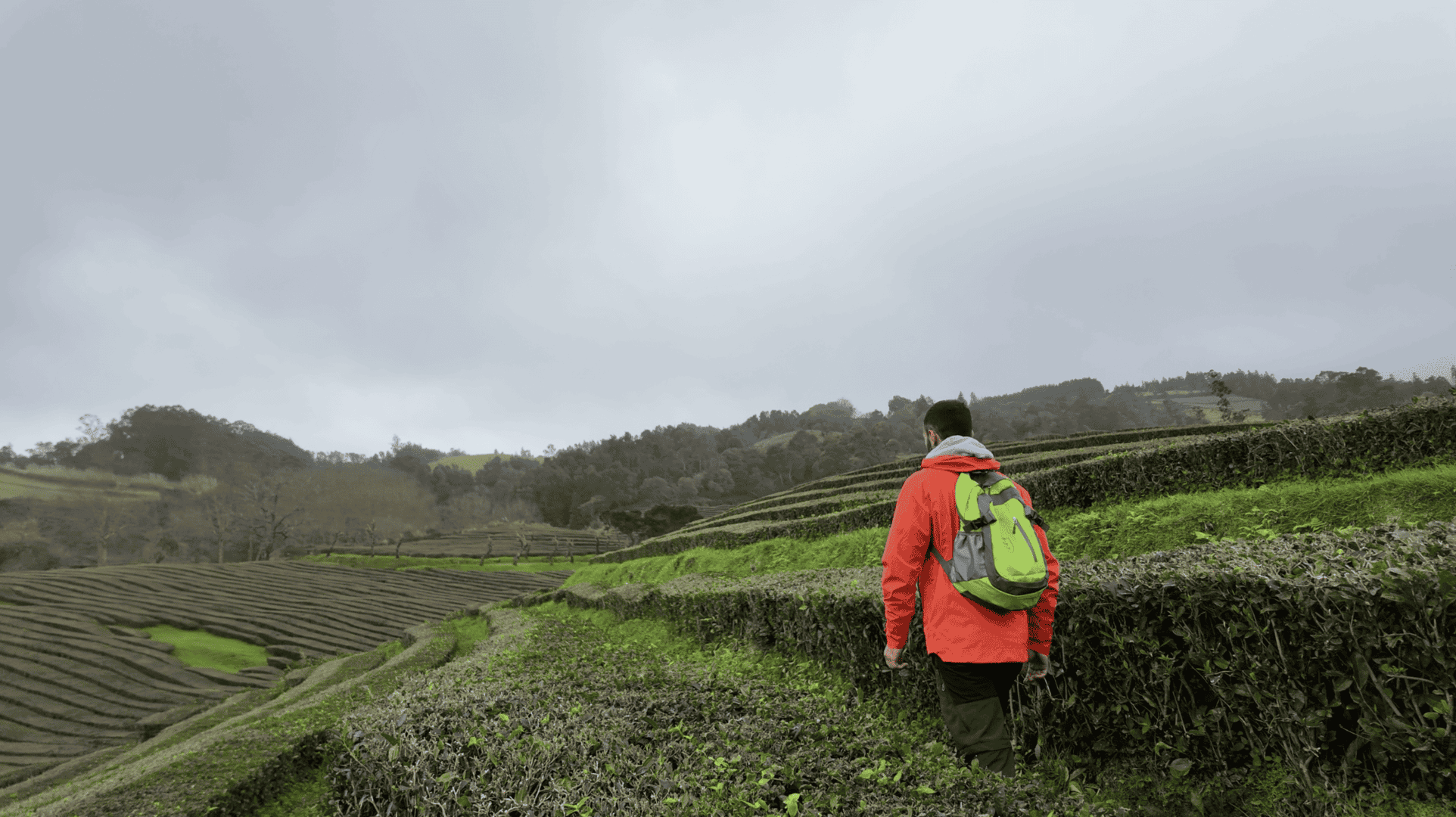 Self-guided hiking tour at Gorreana Tea Plantation on São Miguel Island in the Azores walking through terraced tea fields