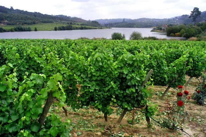 Dao Quinta De Darei