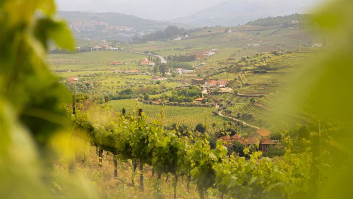 walking tour by the douro wine country and historical villages