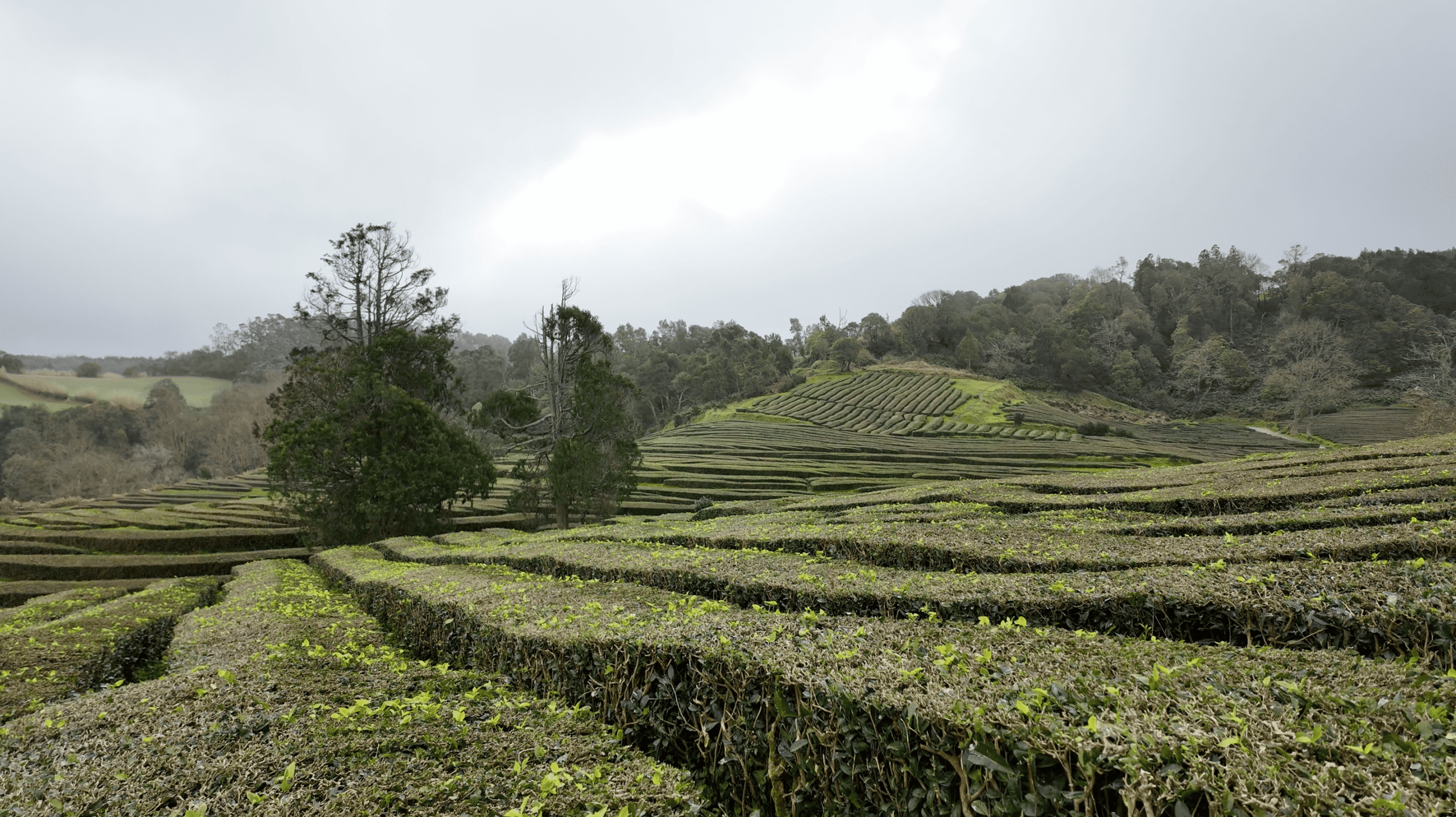 Aalking by gorreana tea plantation